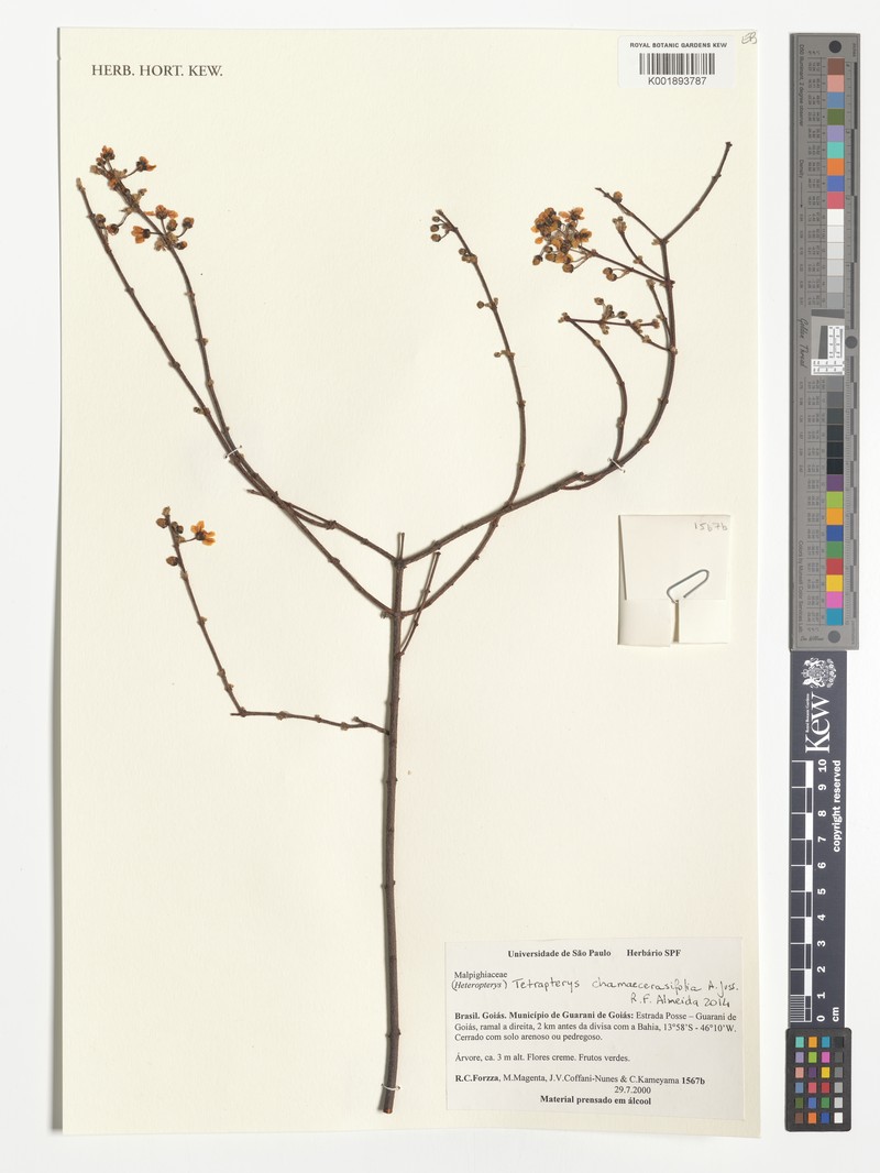 Glicophyllum chamaecerasifolium photo 2