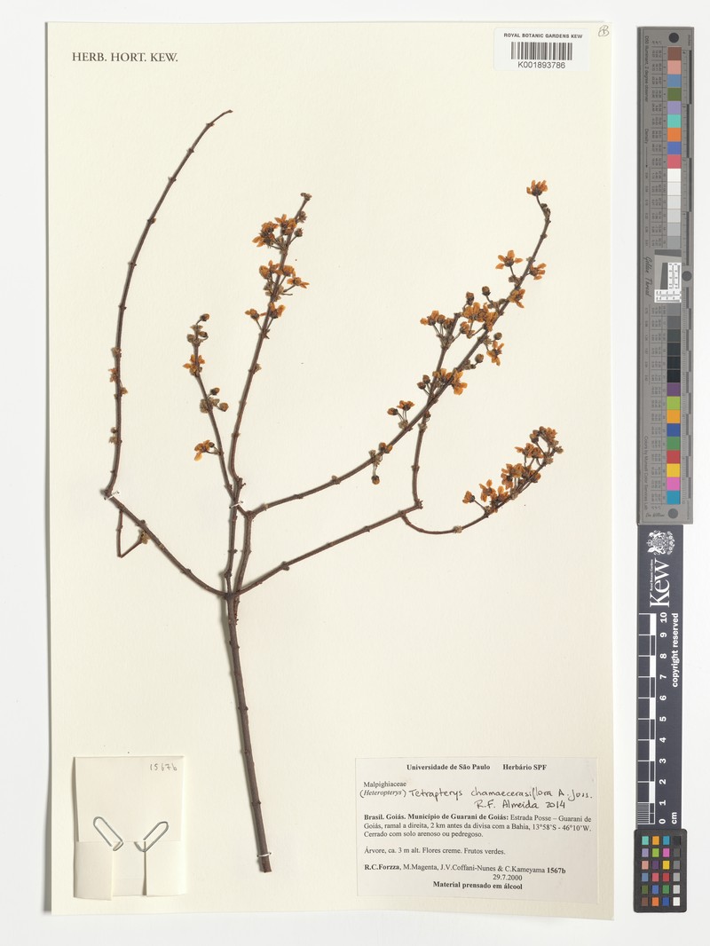 Glicophyllum chamaecerasifolium photo 3