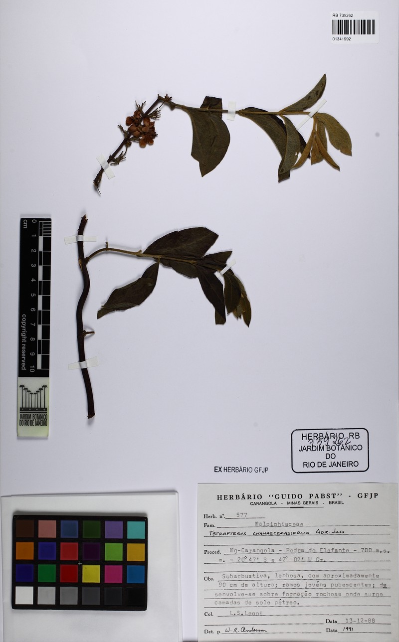 Glicophyllum chamaecerasifolium photo 4