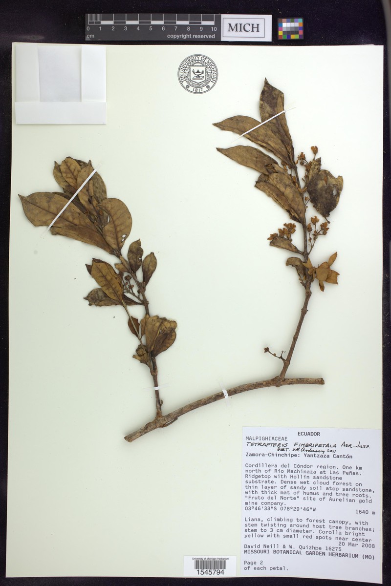 Glicophyllum fimbripetalum