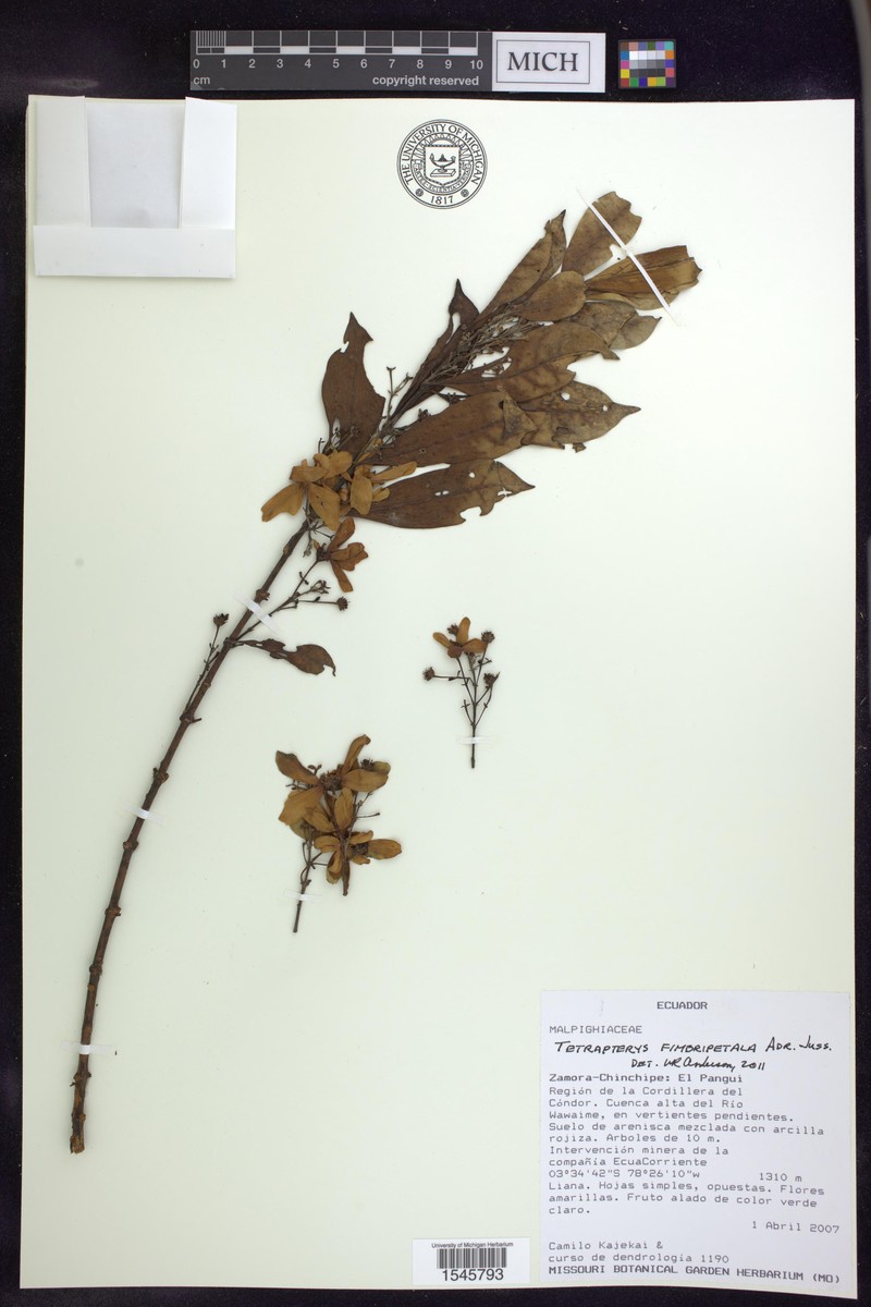Glicophyllum fimbripetalum photo 2