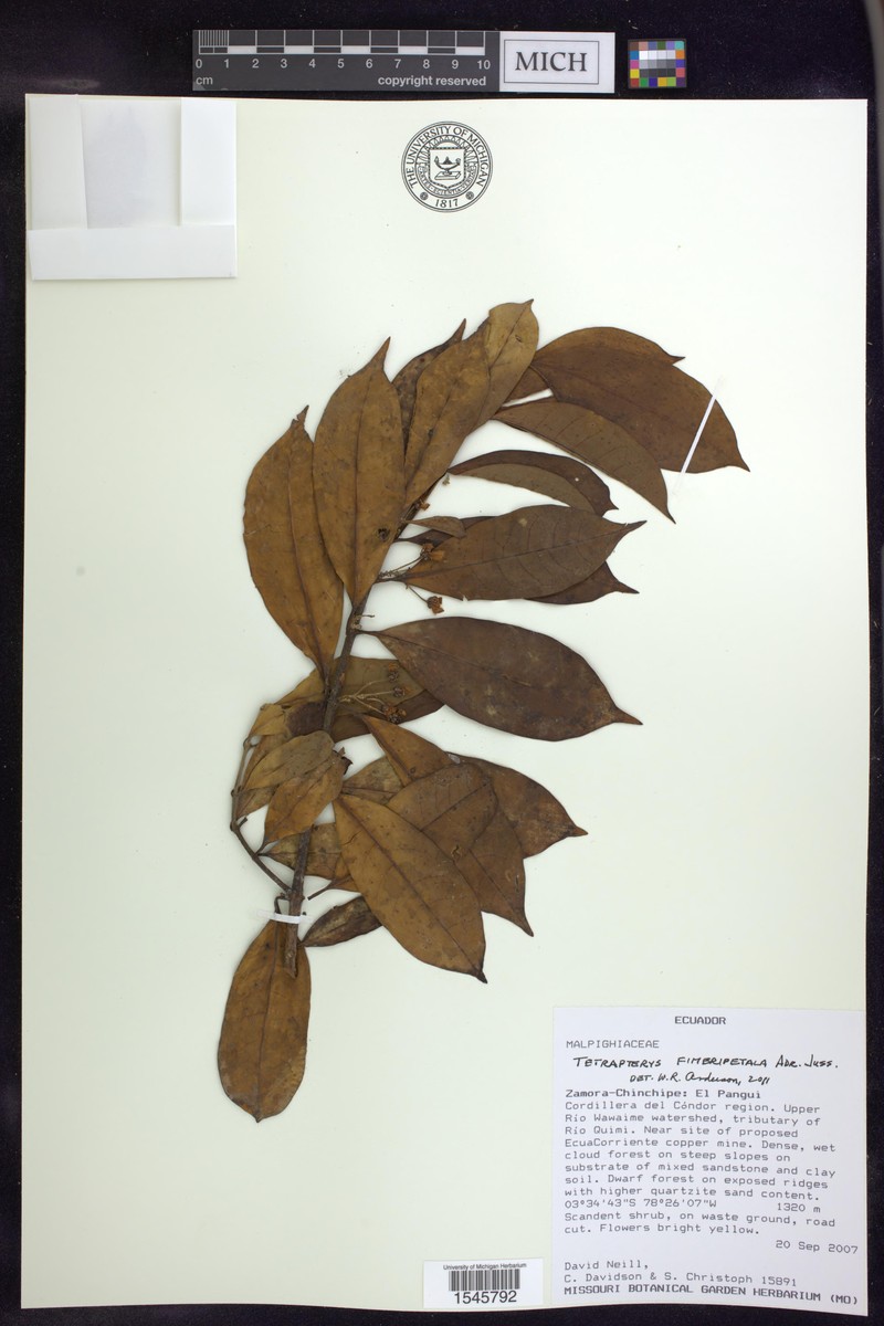 Glicophyllum fimbripetalum photo 3