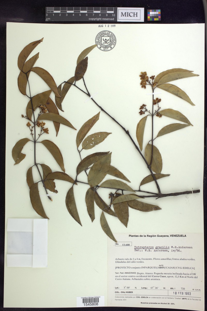 Glicophyllum gracile