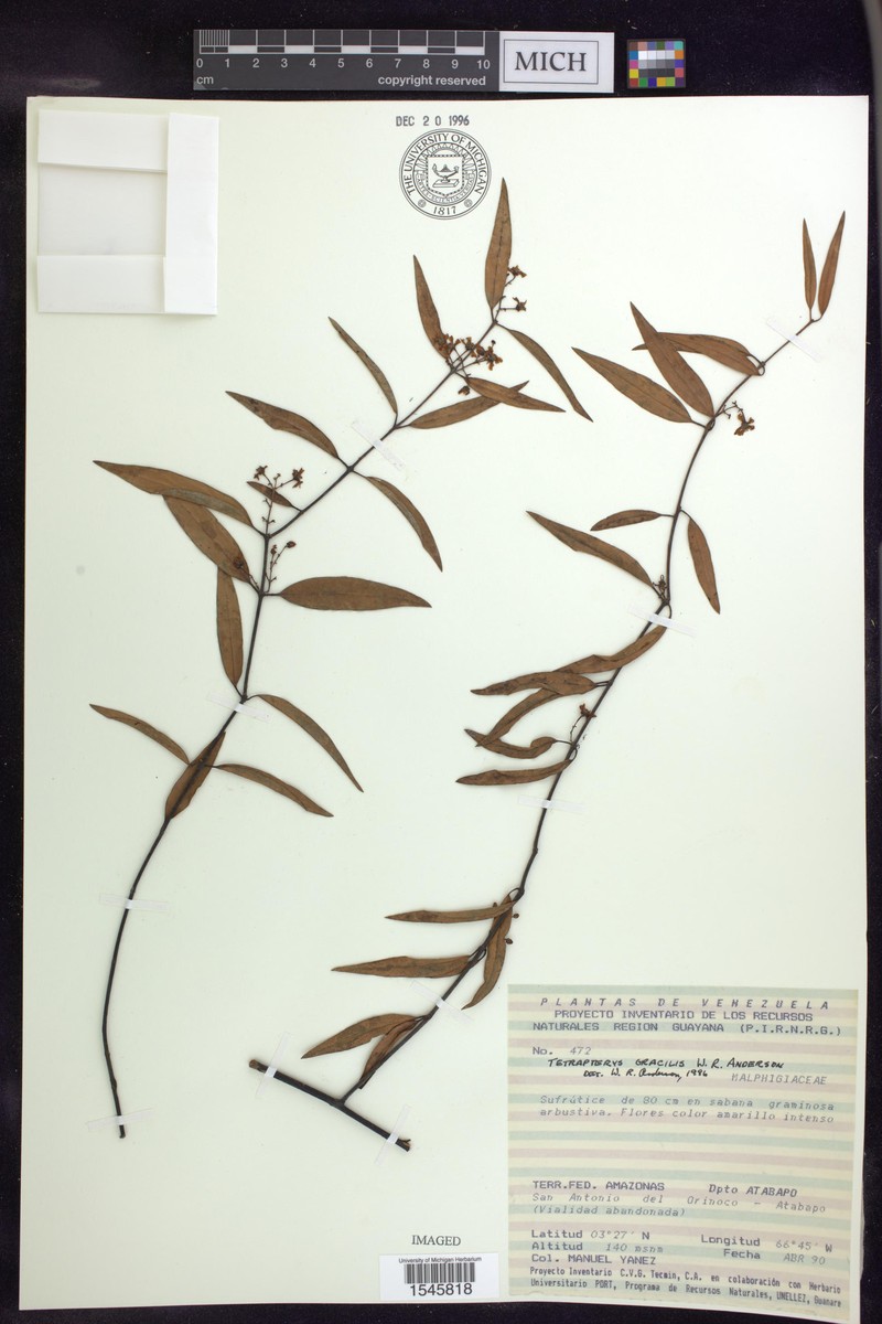 Glicophyllum gracile photo 2