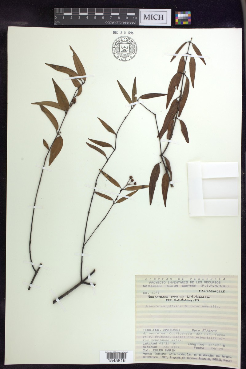 Glicophyllum gracile photo 3