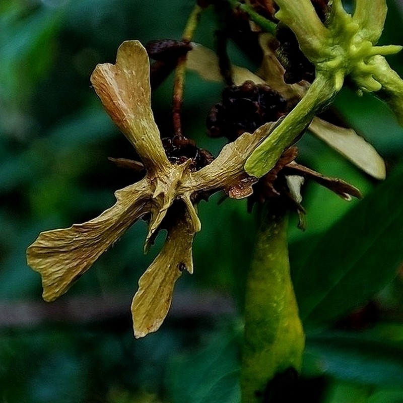 Glicophyllum hasslerianum