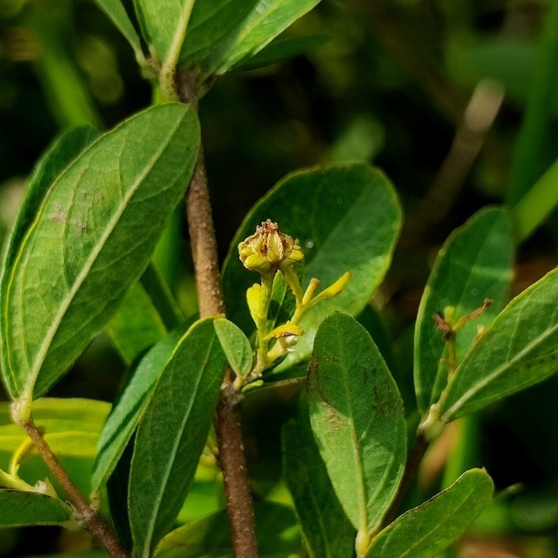 Glicophyllum hasslerianum photo 2