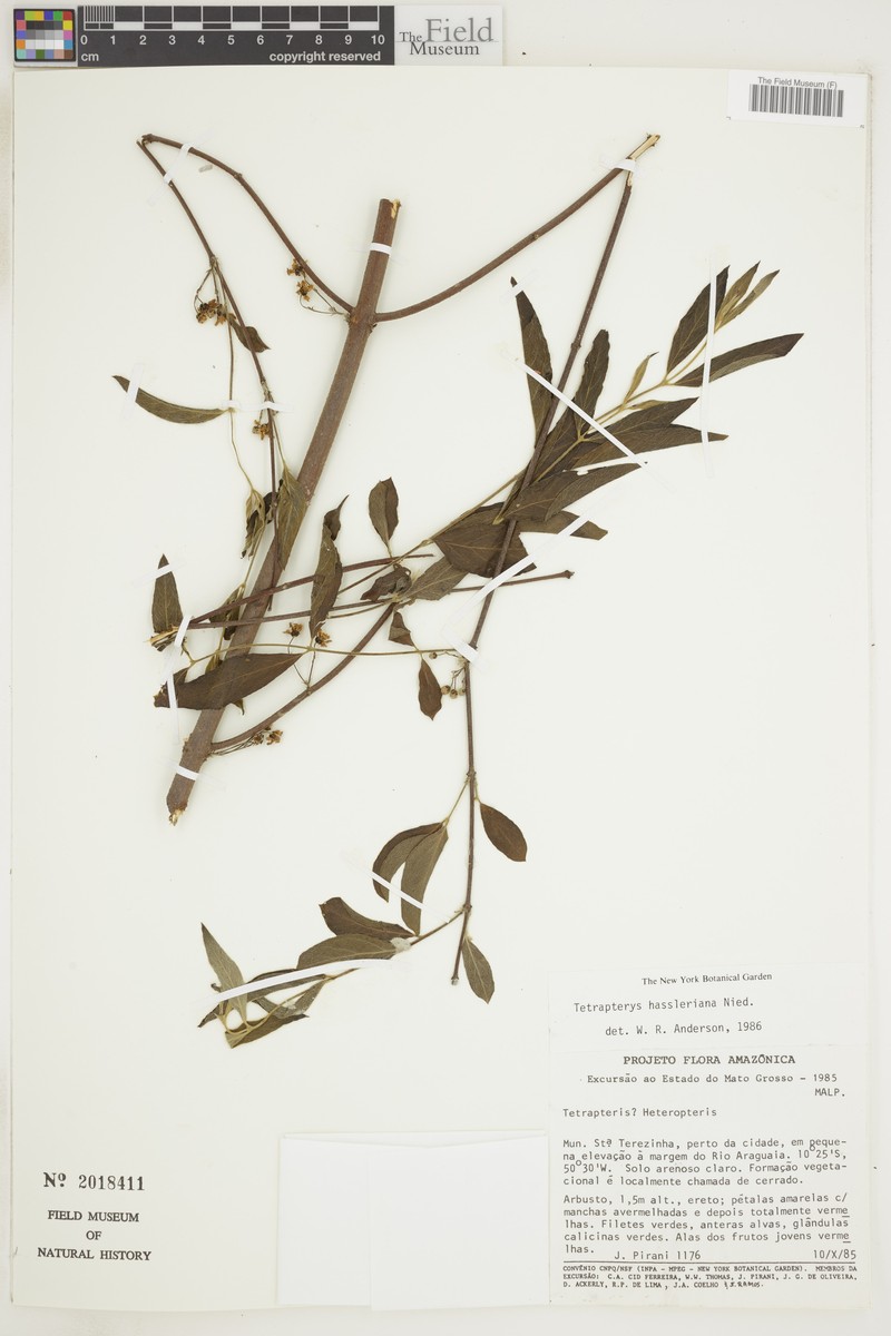 Glicophyllum hasslerianum photo 3