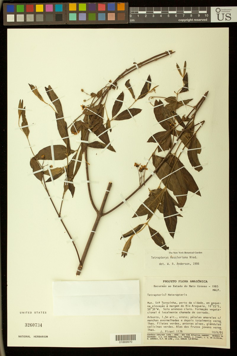 Glicophyllum hasslerianum photo 4