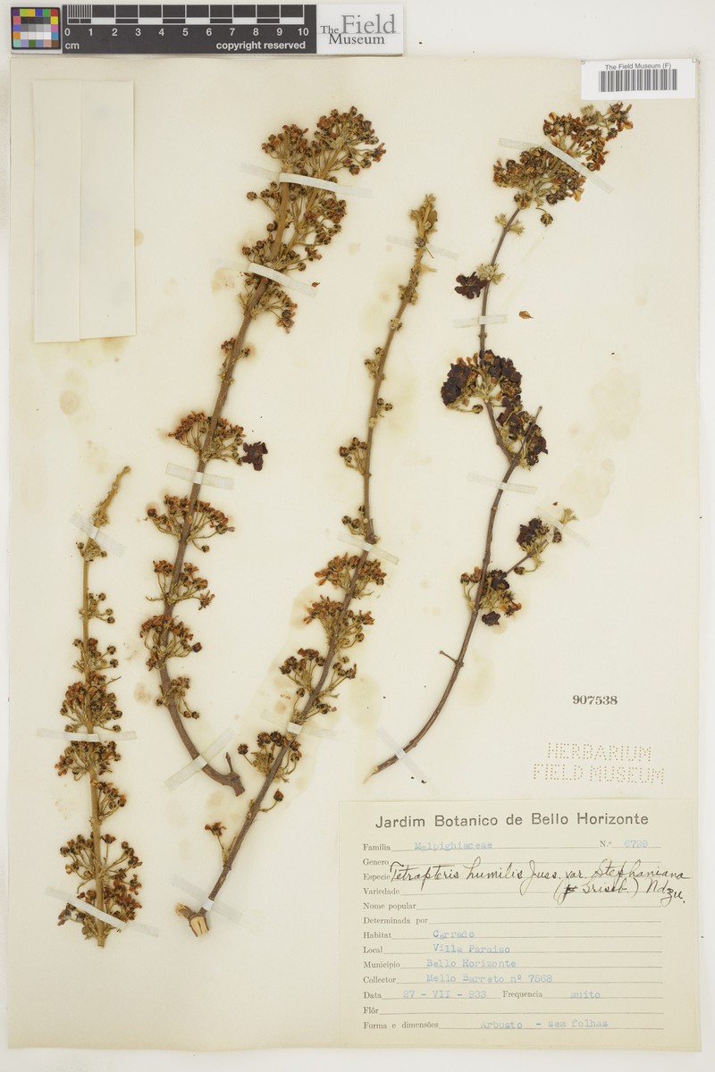 Glicophyllum humile