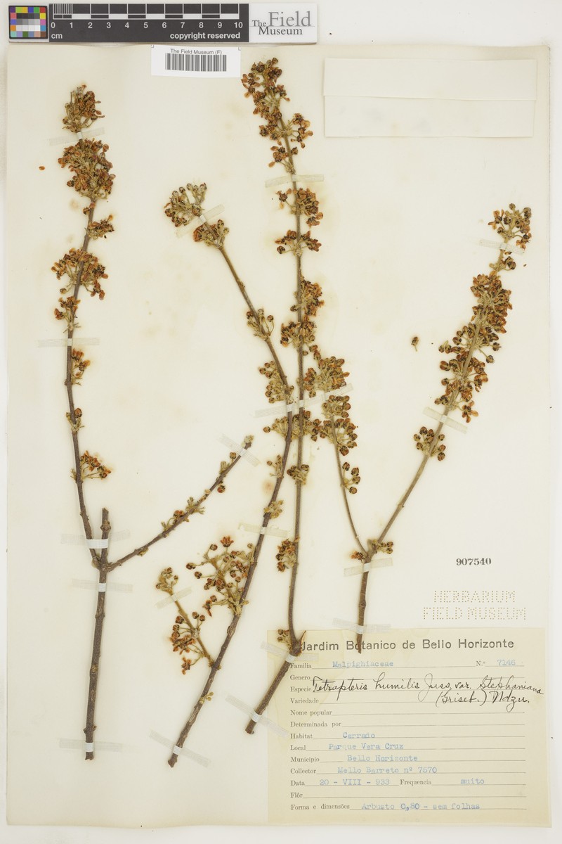 Glicophyllum humile photo 2