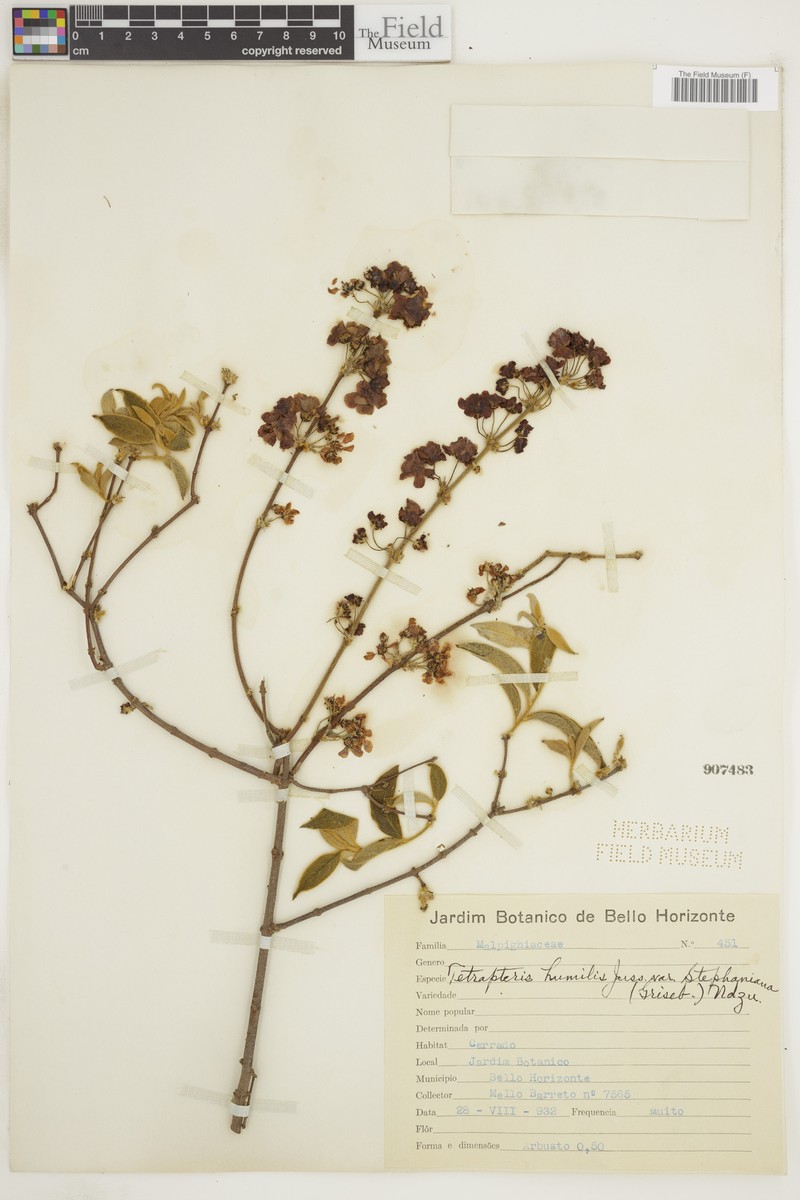 Glicophyllum humile photo 3
