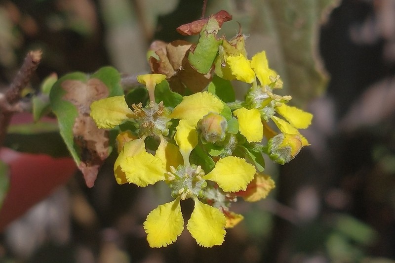 Glicophyllum latibracteolatum