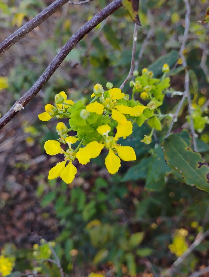 Glicophyllum latibracteolatum photo 2