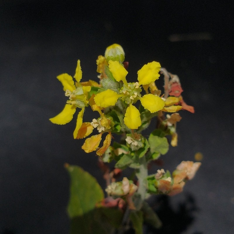 Glicophyllum latibracteolatum photo 3