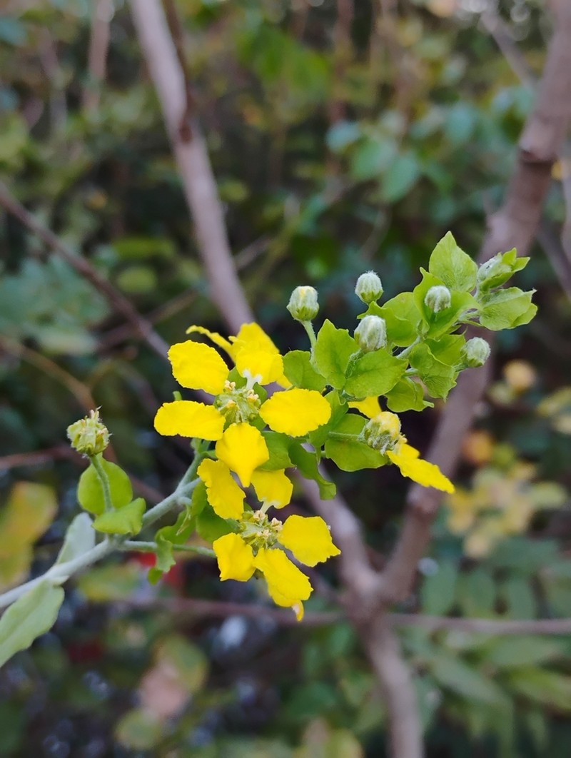 Glicophyllum latibracteolatum photo 4