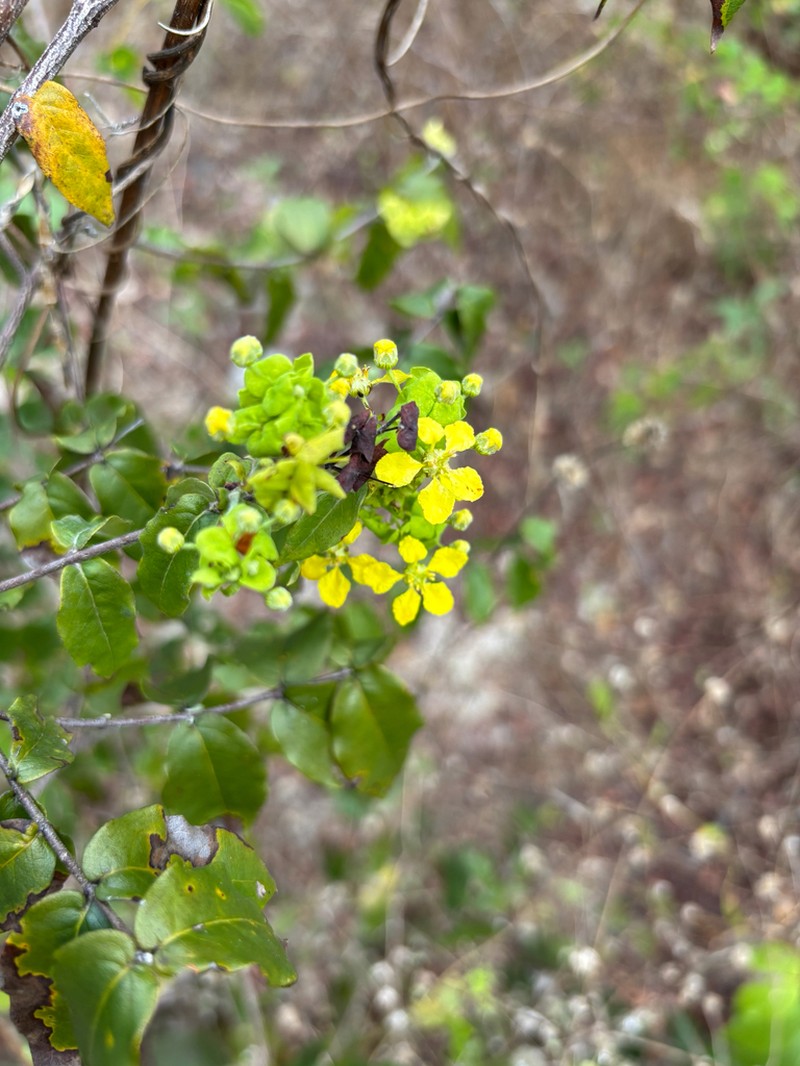 Glicophyllum latibracteolatum photo 5