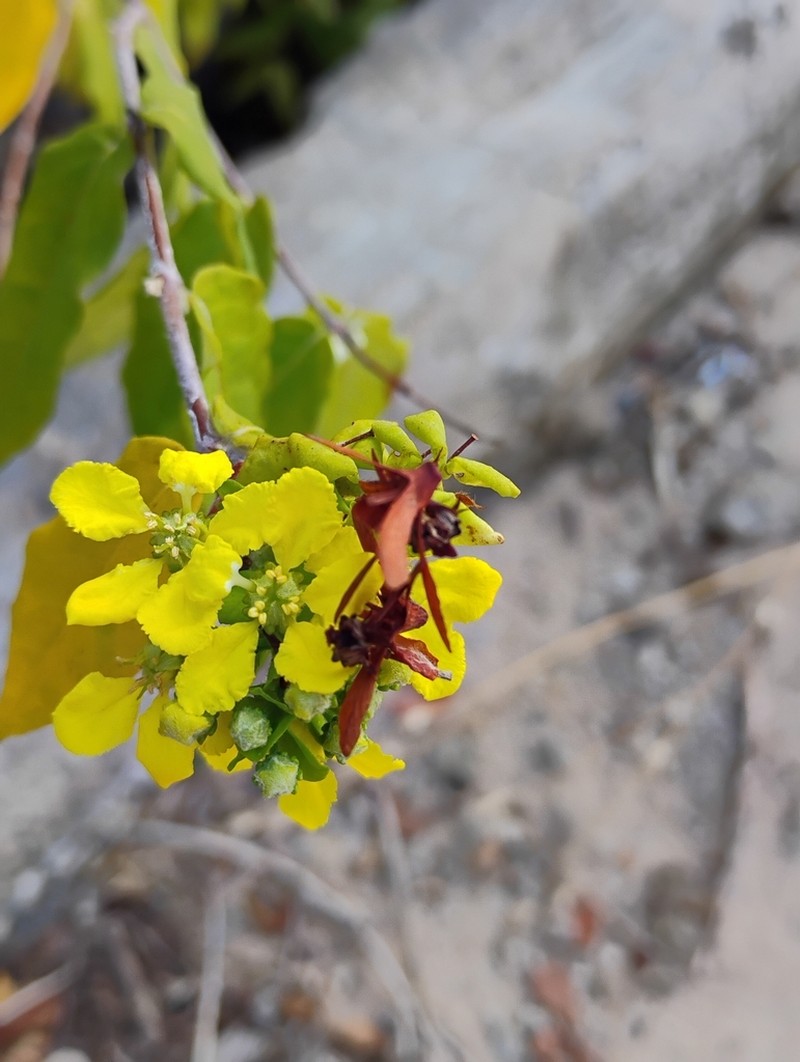 Glicophyllum latibracteolatum photo 6