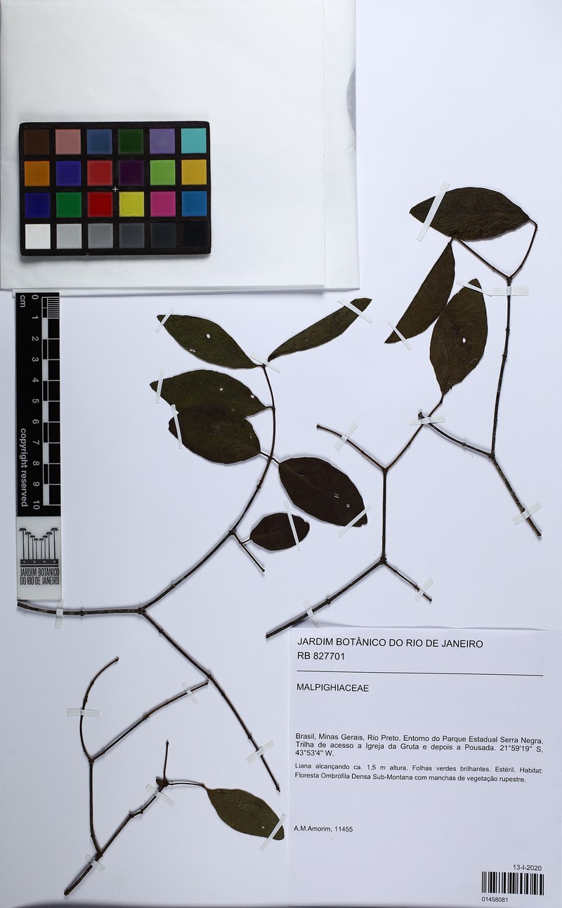 Glicophyllum longibracteatum