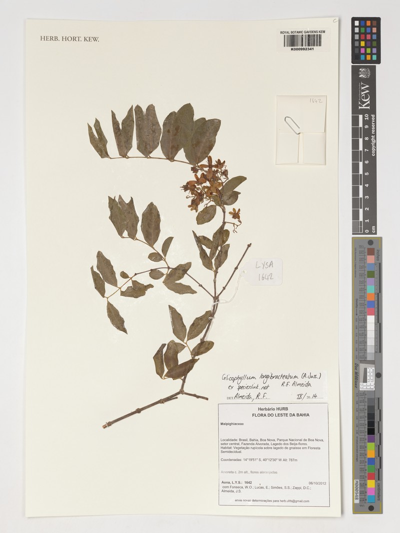 Glicophyllum longibracteatum photo 2