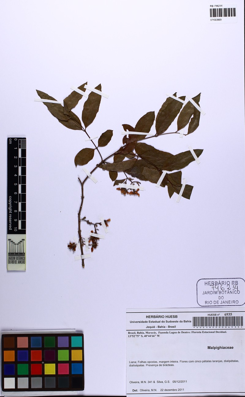 Glicophyllum longibracteatum photo 3
