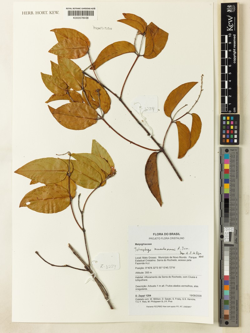 Glicophyllum maranhamense