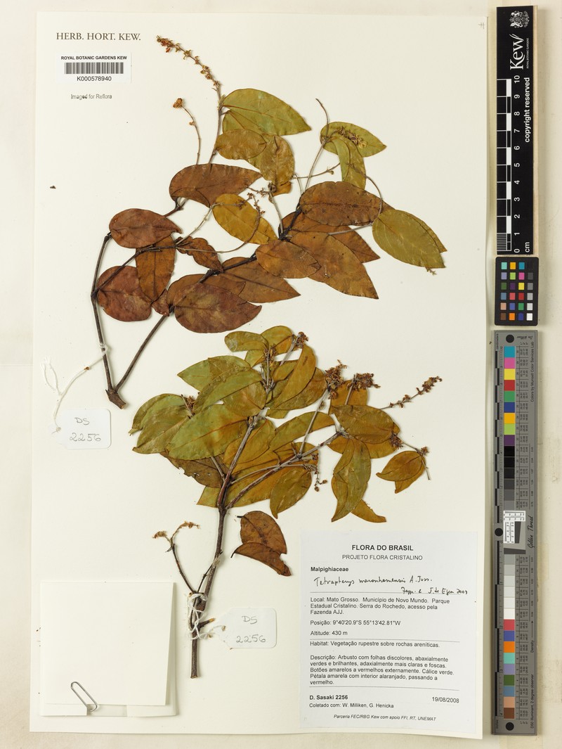 Glicophyllum maranhamense photo 3