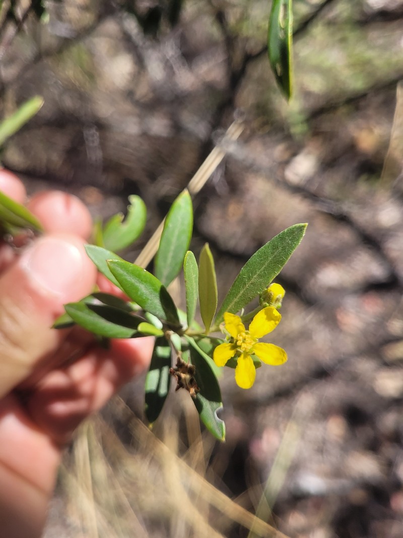 Glicophyllum microphyllum photo 2