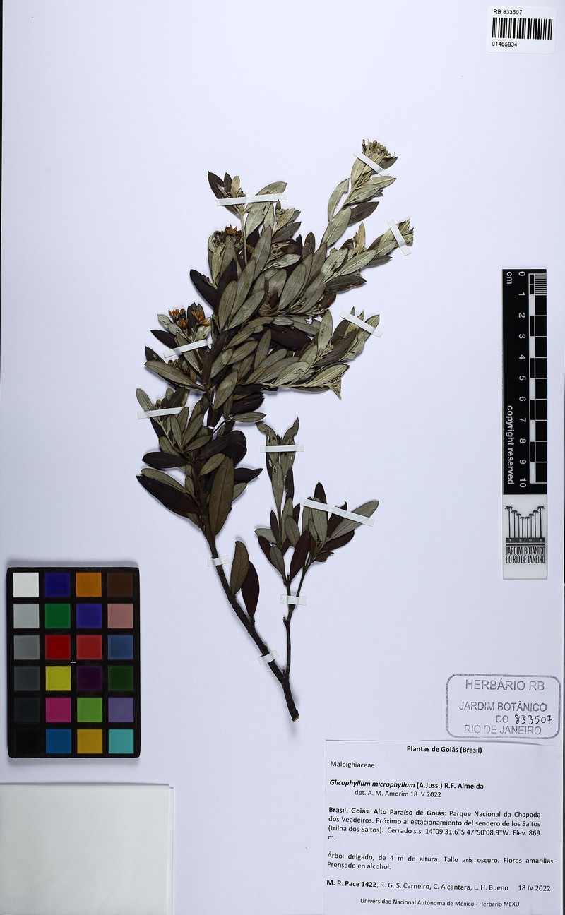 Glicophyllum microphyllum photo 3