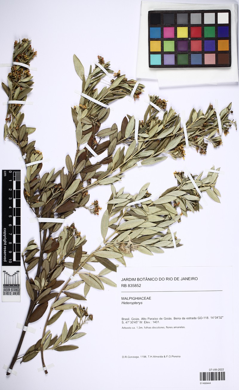 Glicophyllum microphyllum photo 4