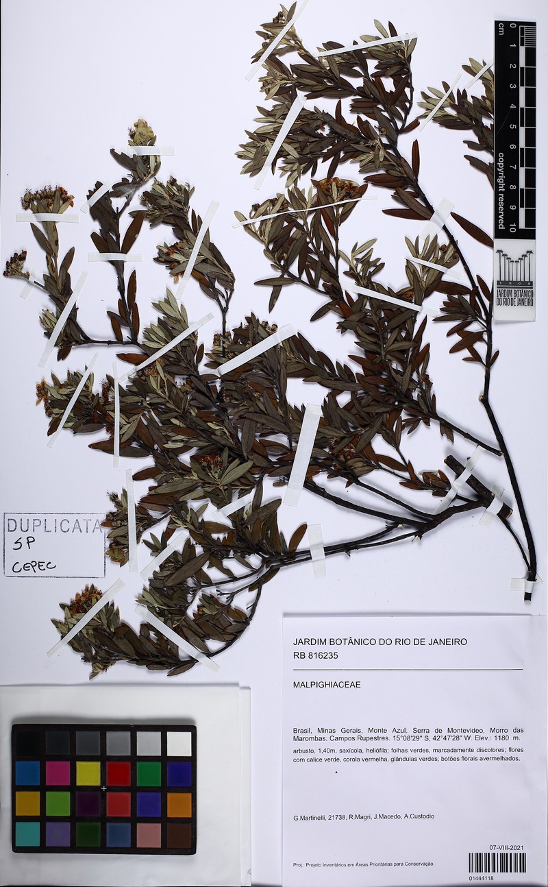 Glicophyllum microphyllum photo 5