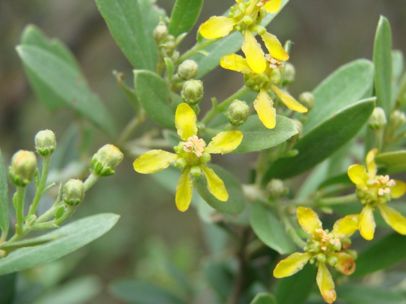 Glicophyllum microphyllum
