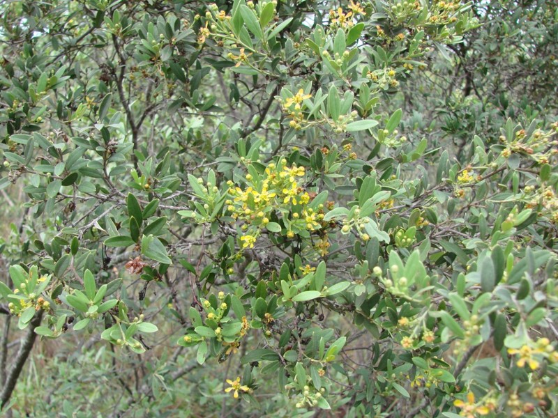 Glicophyllum microphyllum photo 6