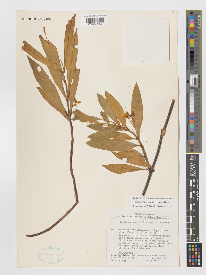 Glicophyllum oleifolium