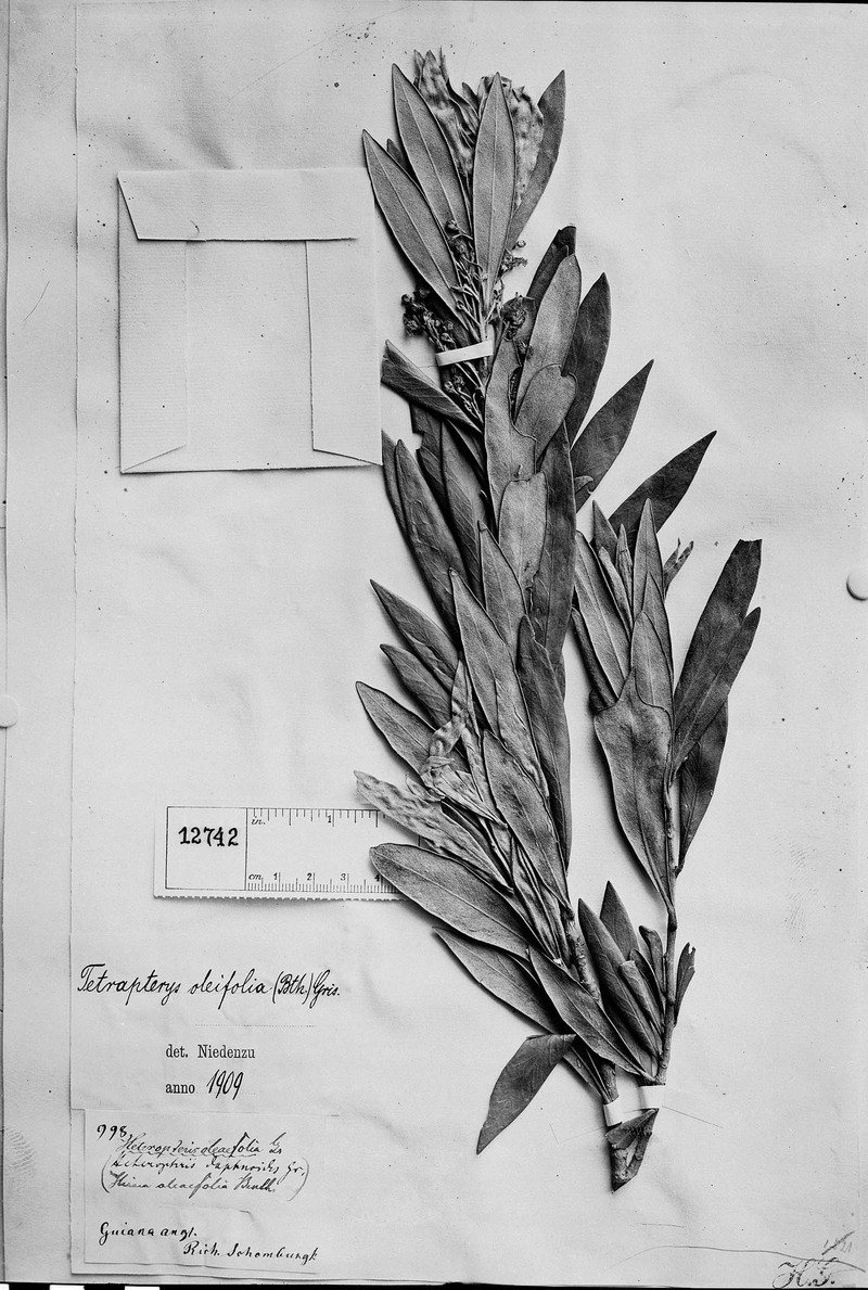 Glicophyllum oleifolium photo 2