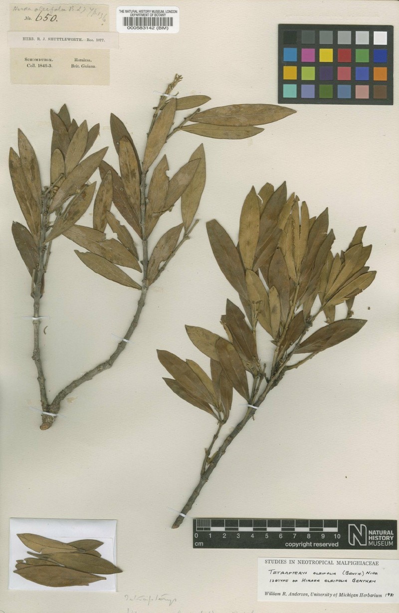 Glicophyllum oleifolium photo 3