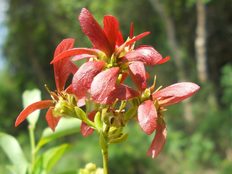 Glicophyllum paludosum