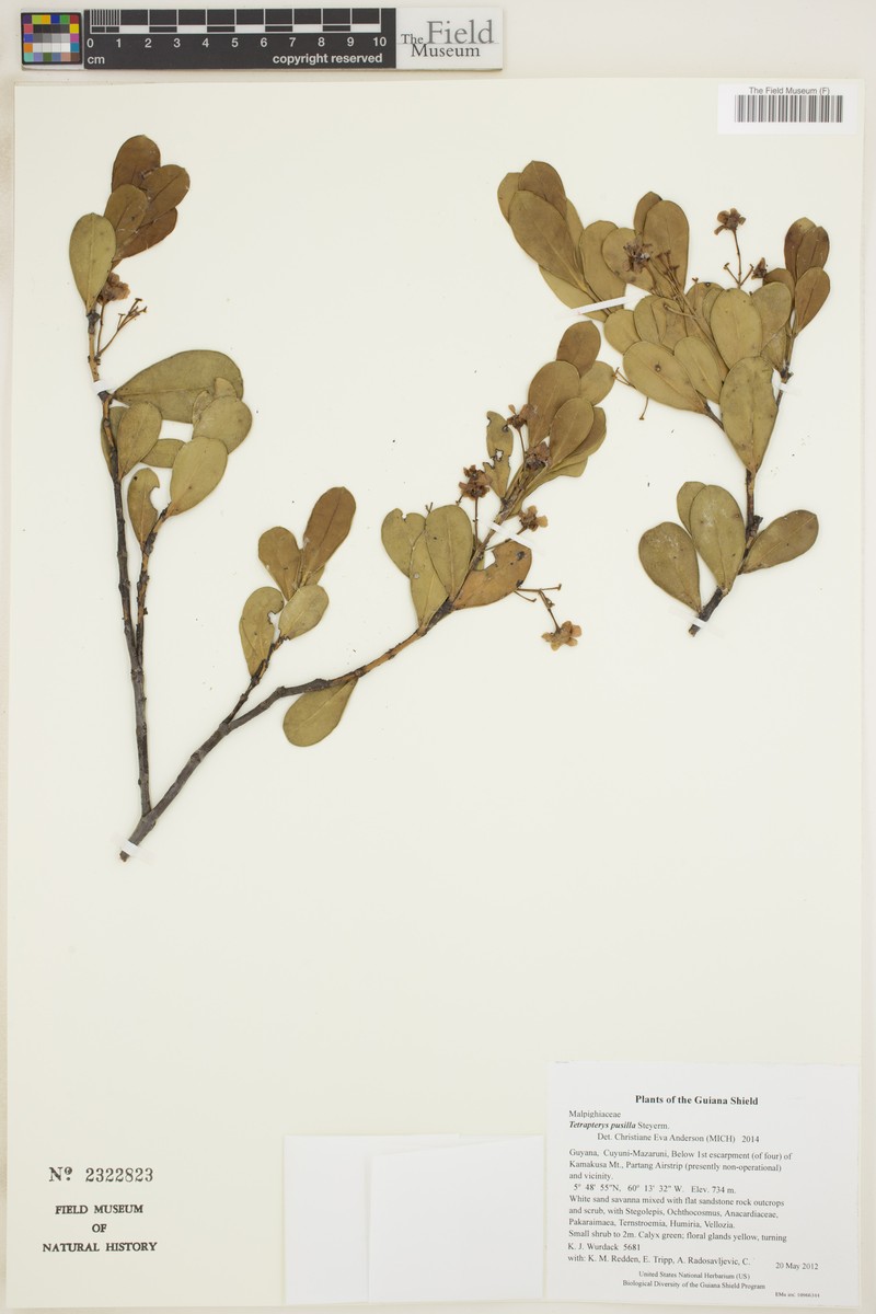 Glicophyllum pusillum