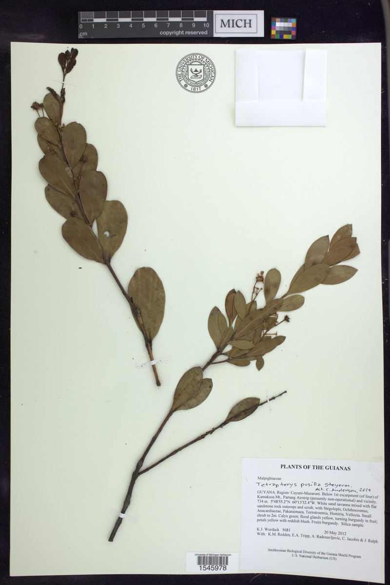 Glicophyllum pusillum photo 2