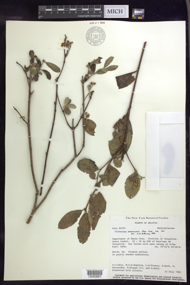 Glicophyllum racemulosum