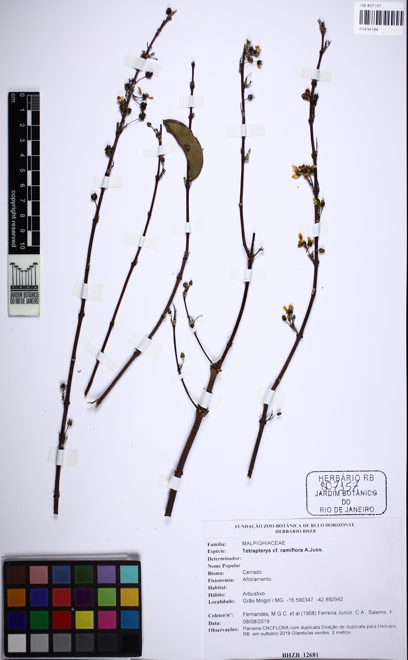 Glicophyllum ramiflorum