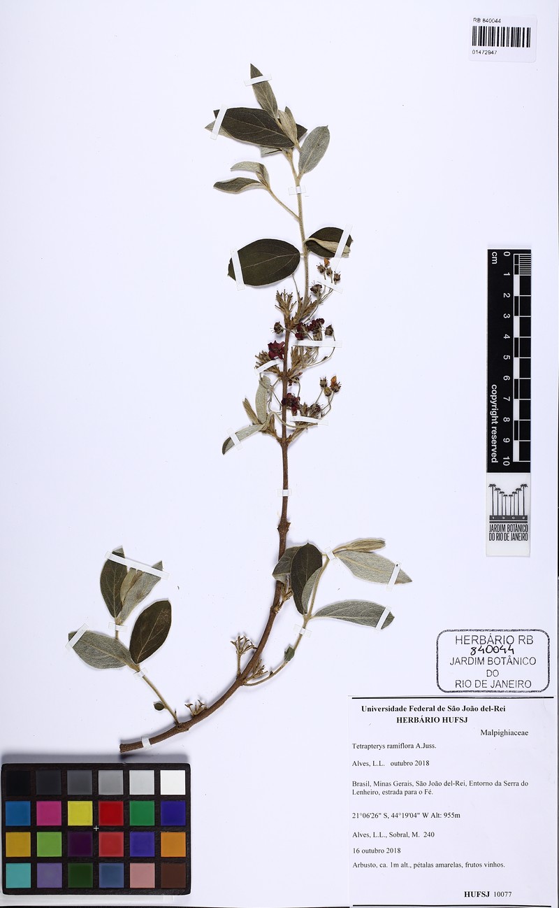 Glicophyllum ramiflorum photo 2