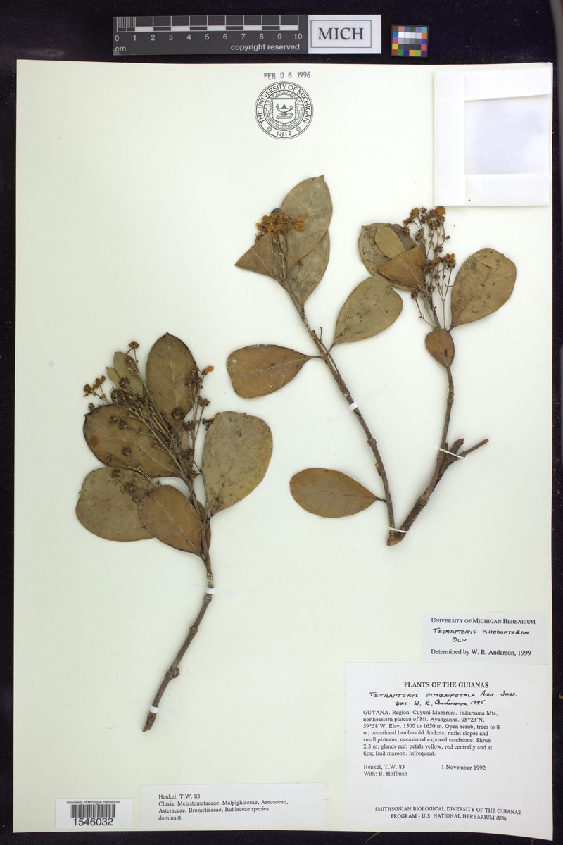 Glicophyllum rhodopteron