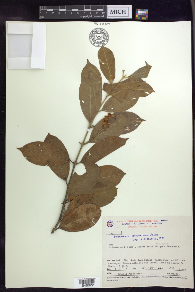 Glicophyllum rhodopteron photo 2