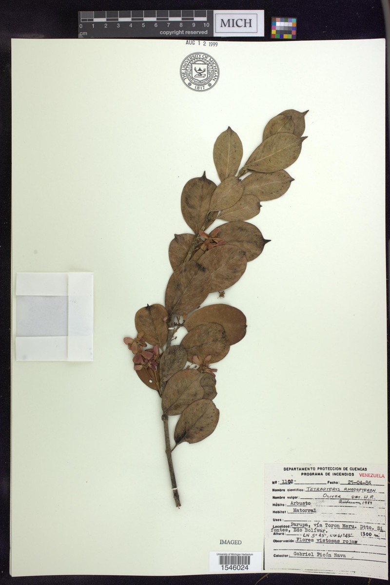 Glicophyllum rhodopteron photo 3