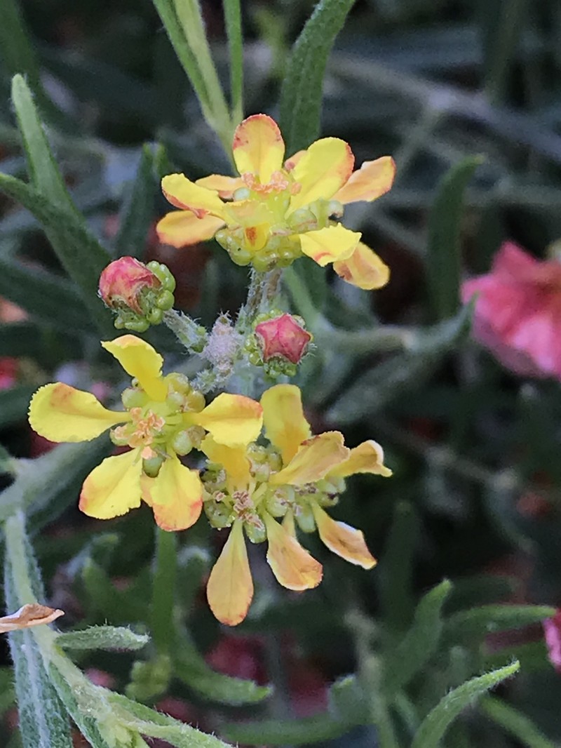 Glicophyllum salicifolium