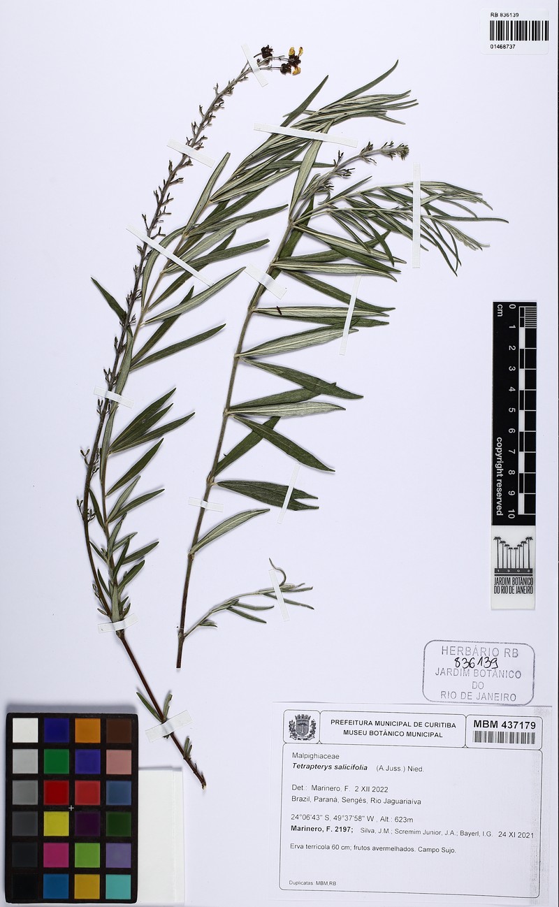 Glicophyllum salicifolium photo 2