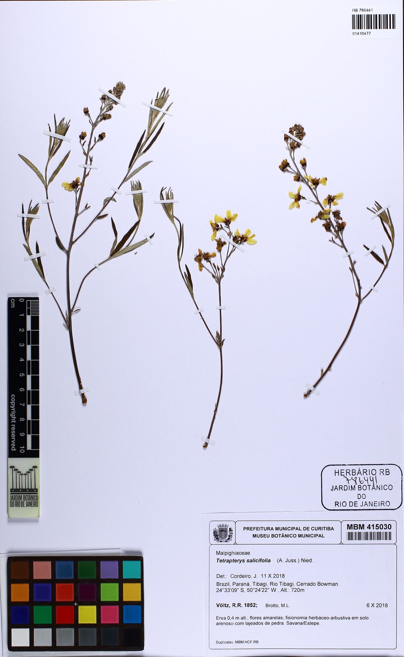 Glicophyllum salicifolium photo 3