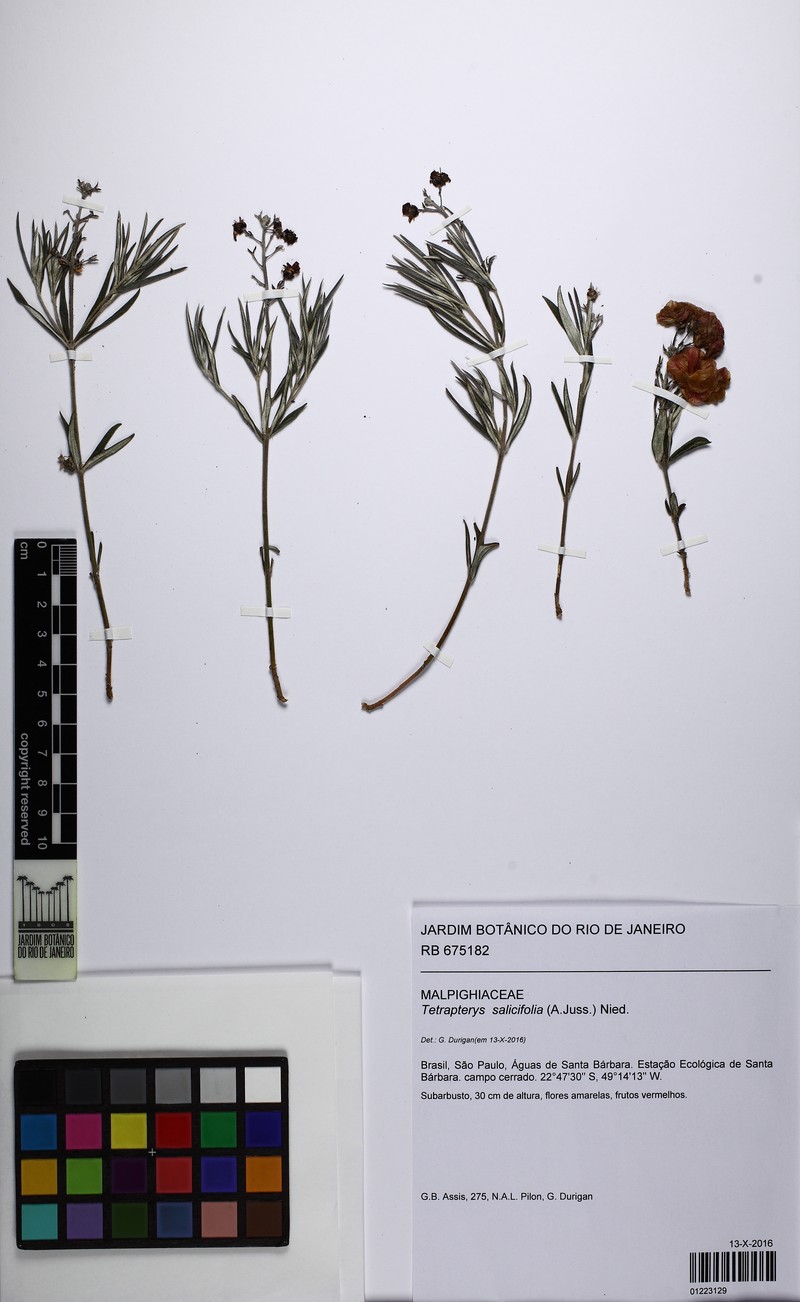 Glicophyllum salicifolium photo 4
