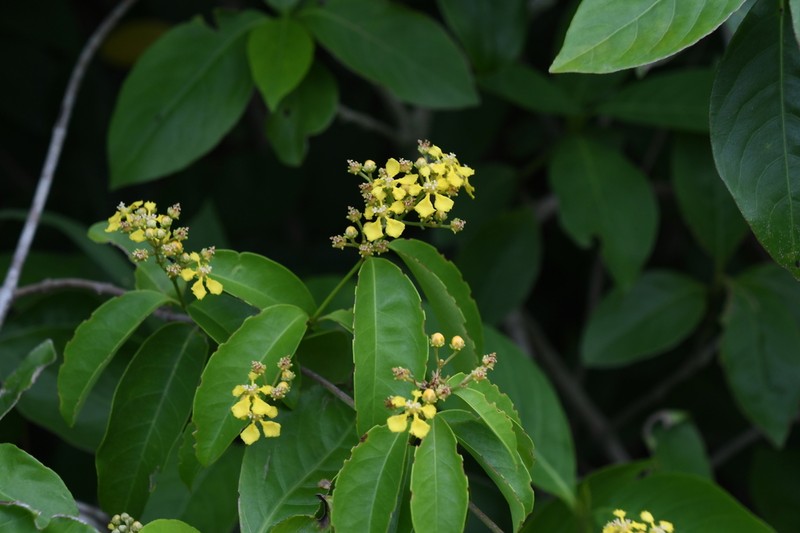 Glicophyllum selerianum